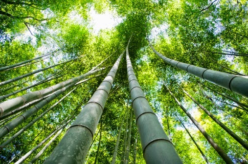 bambu (1)